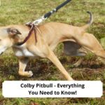 Colby Pitbull - Everything You Need to Know-template