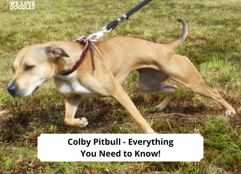 Colby Pitbull - Everything You Need to Know-template