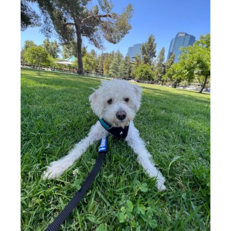 Reasons-Why-Your-Maltipoo-Wont-Eat