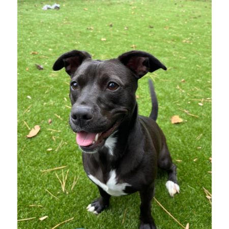 Conclusion For Weiner Dog Pit Mix