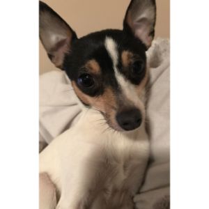 FAQs About Dog's Whiskers