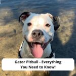 Gator Pitbull - Everything You Need to Know-template