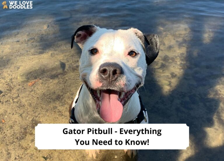 Gator Pitbull - Everything You Need to Know-template