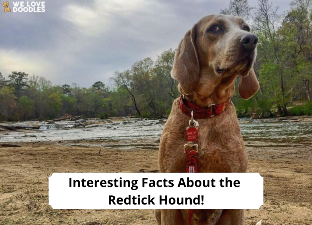 Interesting-Facts-About-the-Redtick-Hound