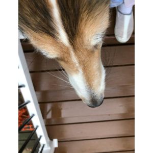 Muzzle whiskers (mystacial whiskers)
