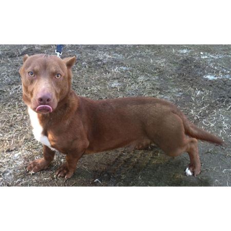 Weiner Dog Pit Mix Characteristics