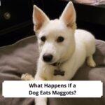 What Happens If a Dog Eats Maggots-template