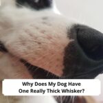 Why Does My Dog Have One Really Thick Whisker-template