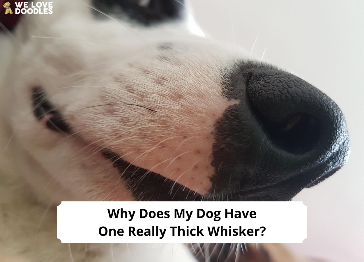 Why Does My Dog Have One Really Thick Whisker? (2023) - We Love Doodles