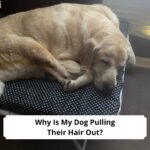 Why Is My Dog Pulling Their Hair Out-template
