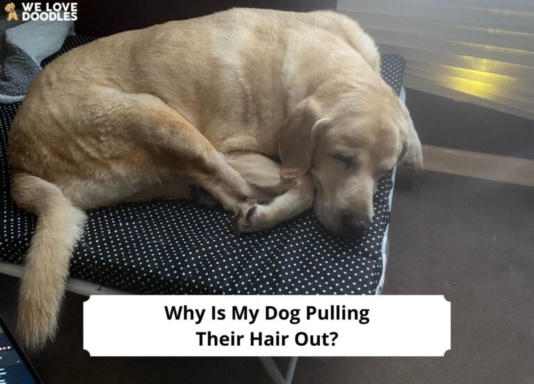 Why Is My Dog Pulling Their Hair Out-template