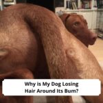 Why is My Dog Losing Hair Around Its Bum-template
