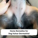 Home Remedies for Dog Vulvar Dermatitis-template
