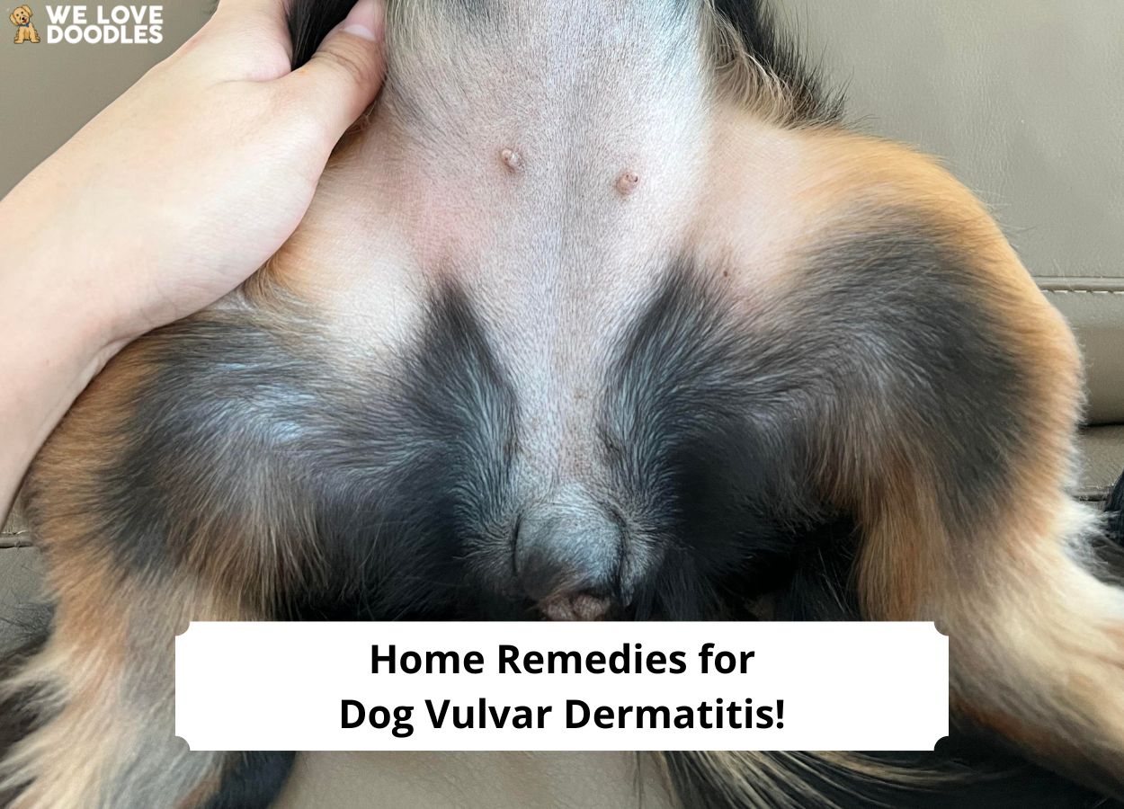 Home Remedies for Dog Vulvar Dermatitis 2024 We Love Doodles