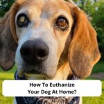How To Euthanize Your Dog At Home-template