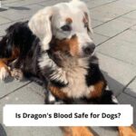 Is Dragon's Blood Safe for Dogs-template