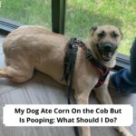 My Dog Ate Corn On the Cob But Is Pooping What Should I Do-template