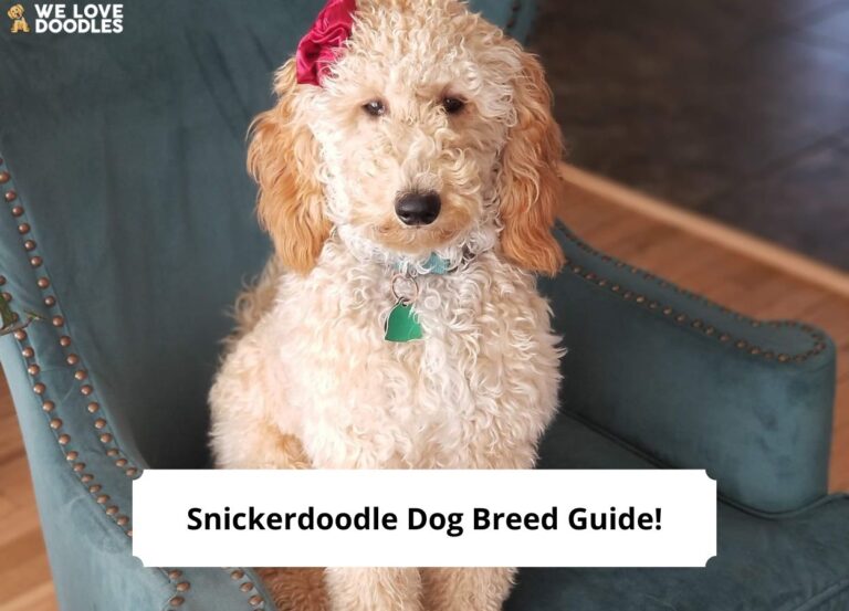 Snickerdoodle Dog Breed Guide-template