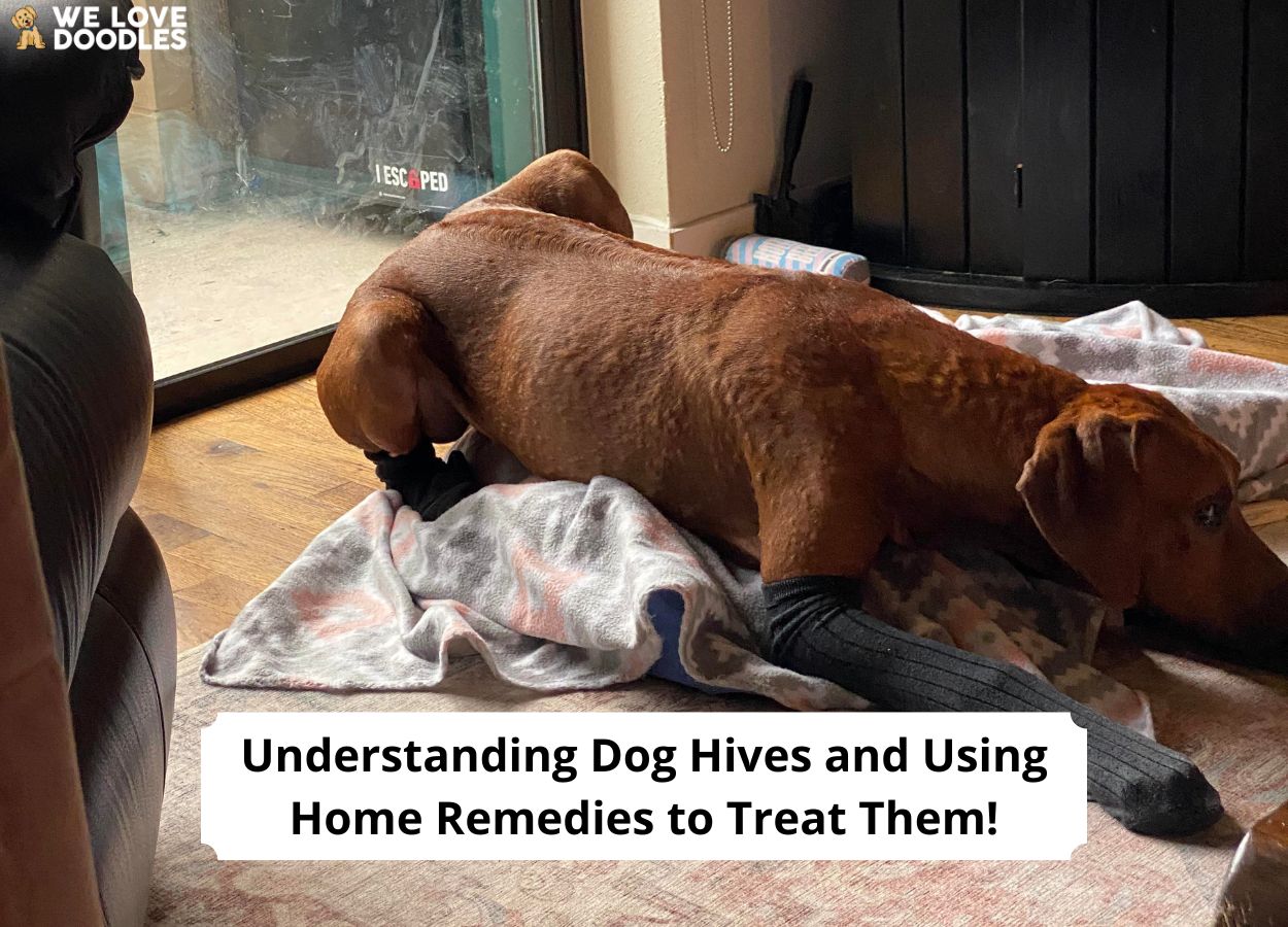 Dog Hive Home Remedies: Dog Hives and How to Treat Them! (2023) - We