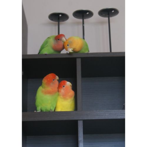 What Should Breeding Lovebirds Be Fed