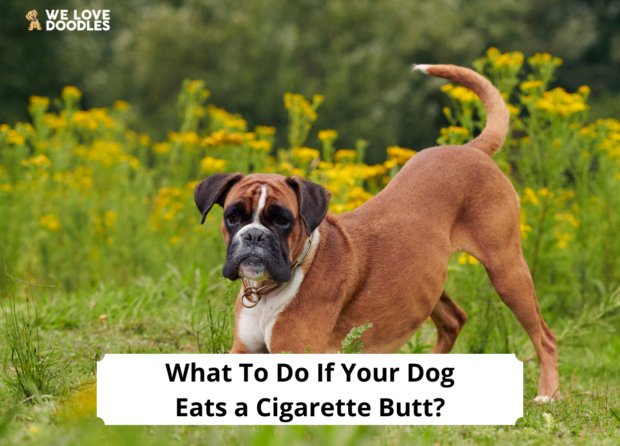 What To Do If Your Dog Eats a Cigarette Butt? (2023) We Love Doodles