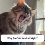 Why Do Cats Yowl at Night-template