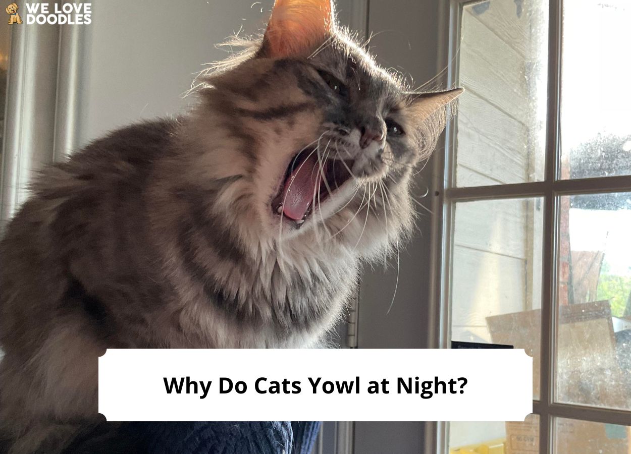 Why Do Cats Yowl at Night? (2024) We Love Doodles