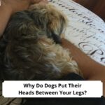 Why Do Dogs Put Their Heads Between Your Legs-template