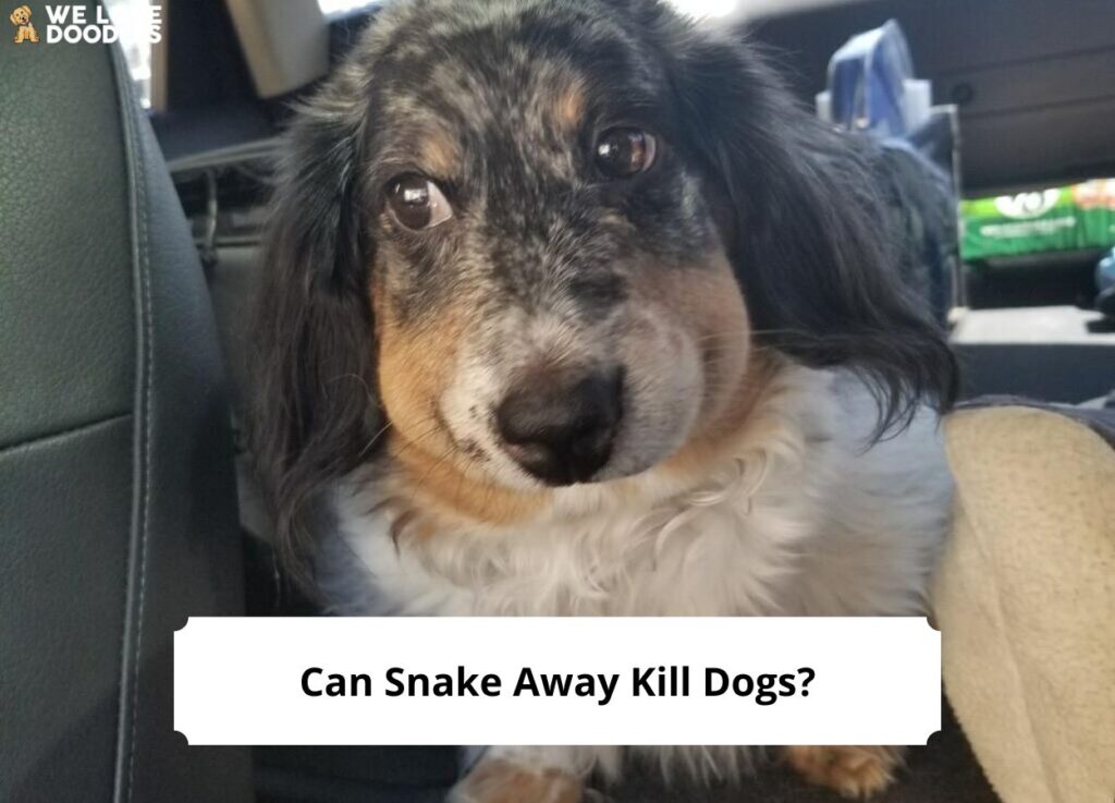 Can Snake Away Kill Dogs? (2023) - We Love Doodles