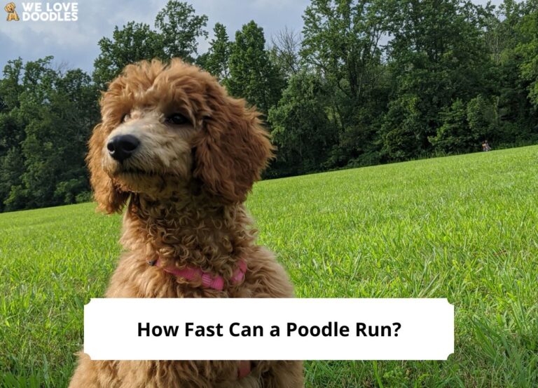 How Fast Can a Poodle Run-template