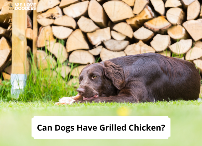 can-dogs-have-grilled-chicken-explained