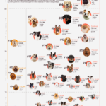 Top 50 Dog Breeds of 2024