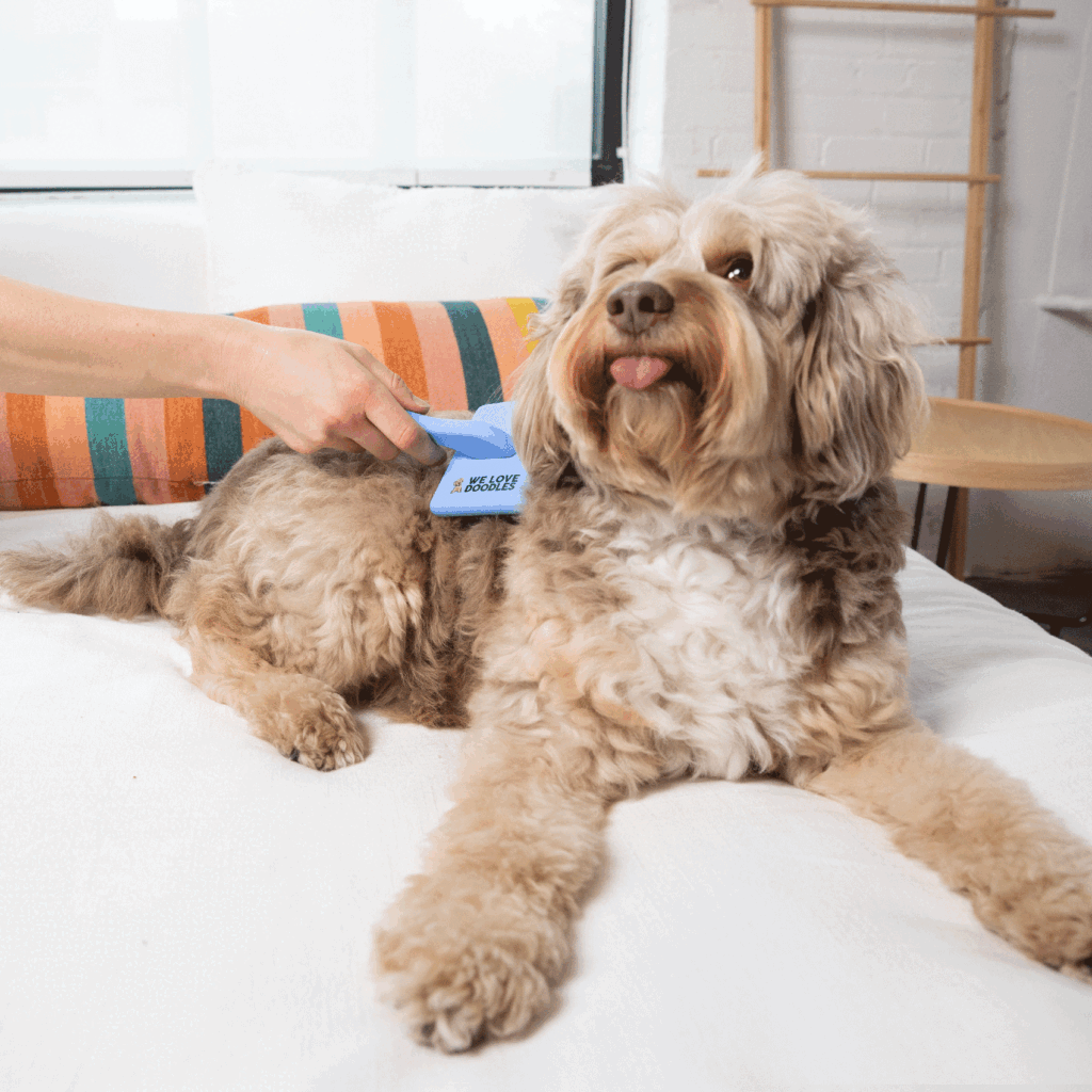 We love doodles dog slicker brush